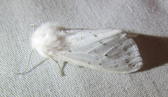Spilosoma dubia