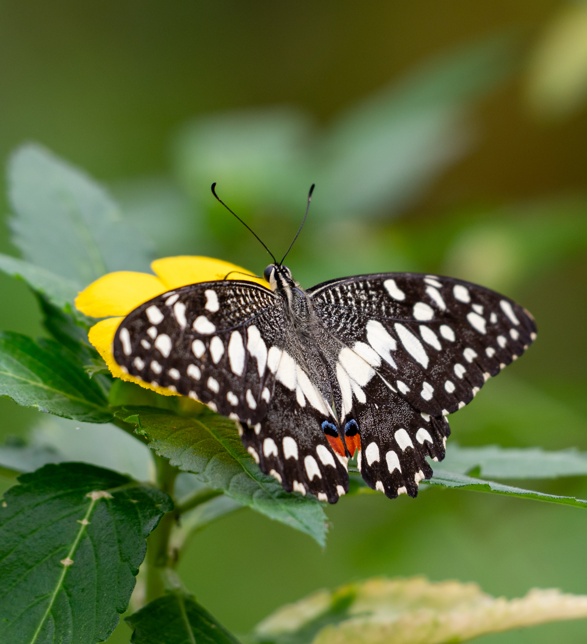 Lime Swallowtail