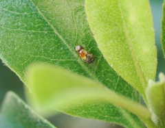 Thaumatomyia rubida