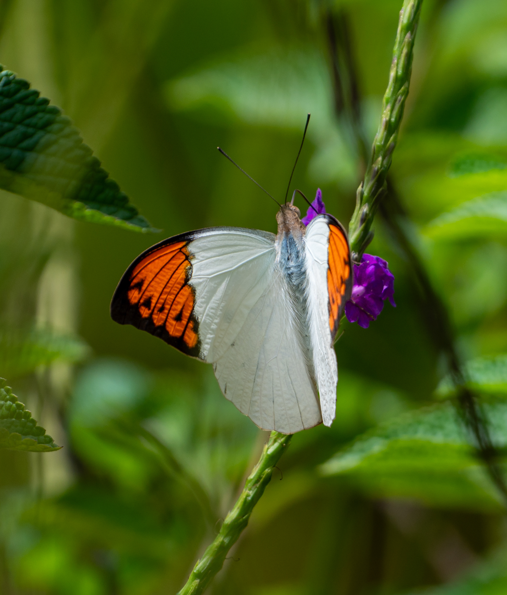 Great Orange-Tip