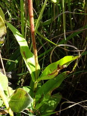 Penstemon tubaeflorus