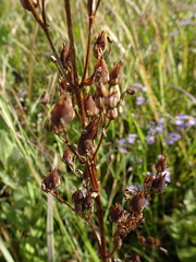 Penstemon tubaeflorus
