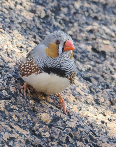 Zebra Finch
