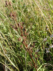 Penstemon tubaeflorus