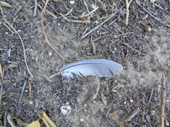 Streptopelia decaocto