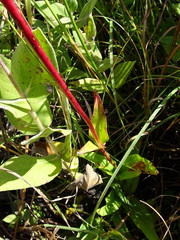 Penstemon tubaeflorus