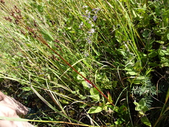 Penstemon tubaeflorus