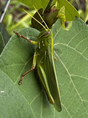 Large Green Grasshopper photo 4