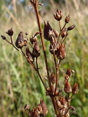 Penstemon tubaeflorus