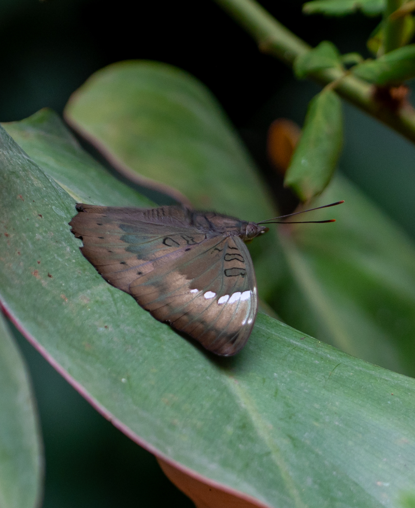 Common Baron