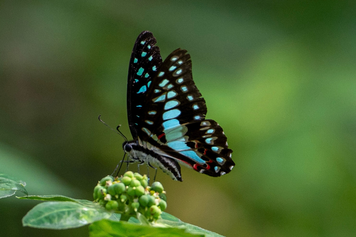 Common Jay