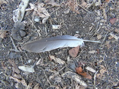 Streptopelia decaocto