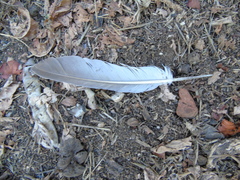 Streptopelia decaocto