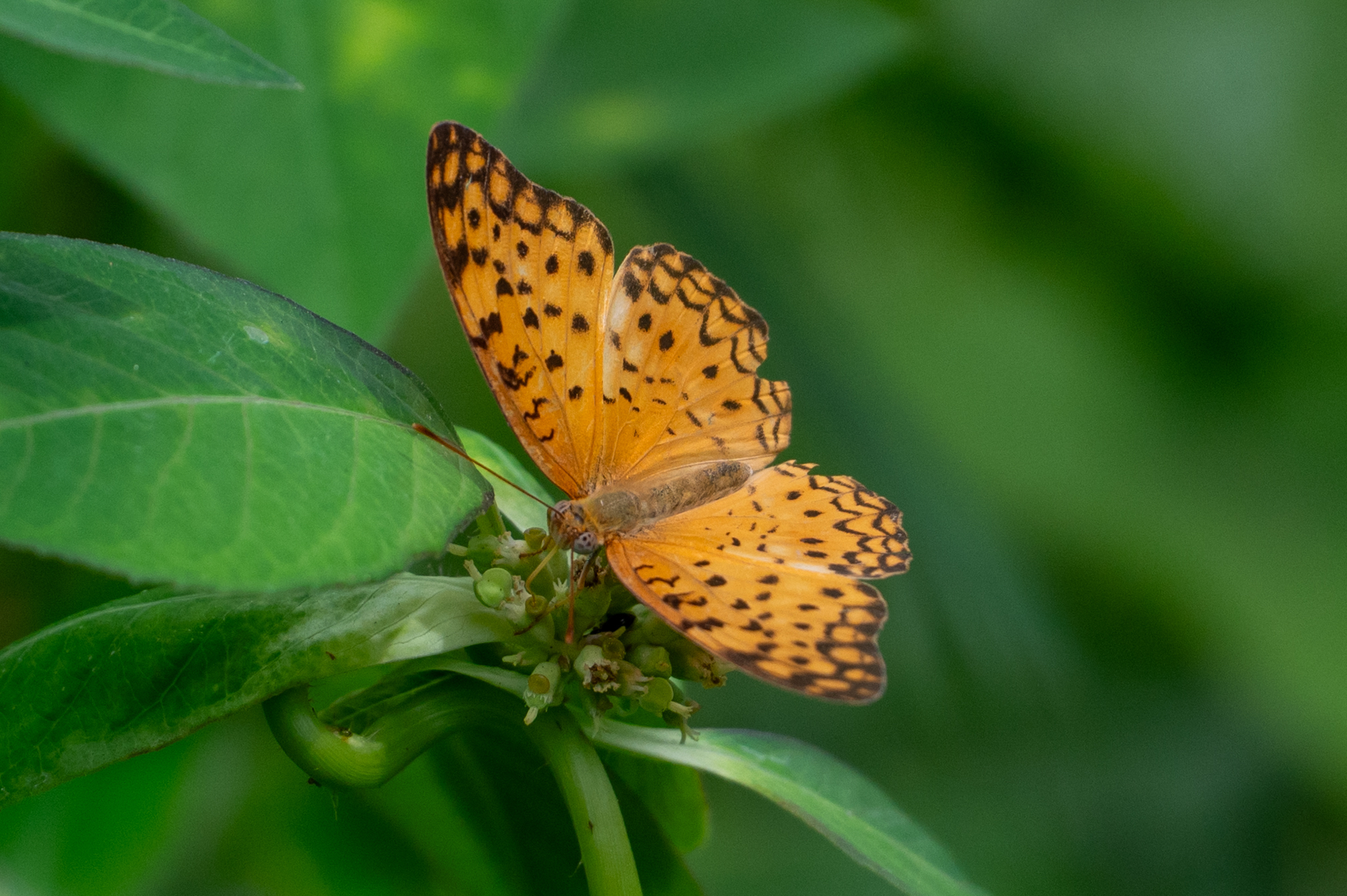 Common Leopard