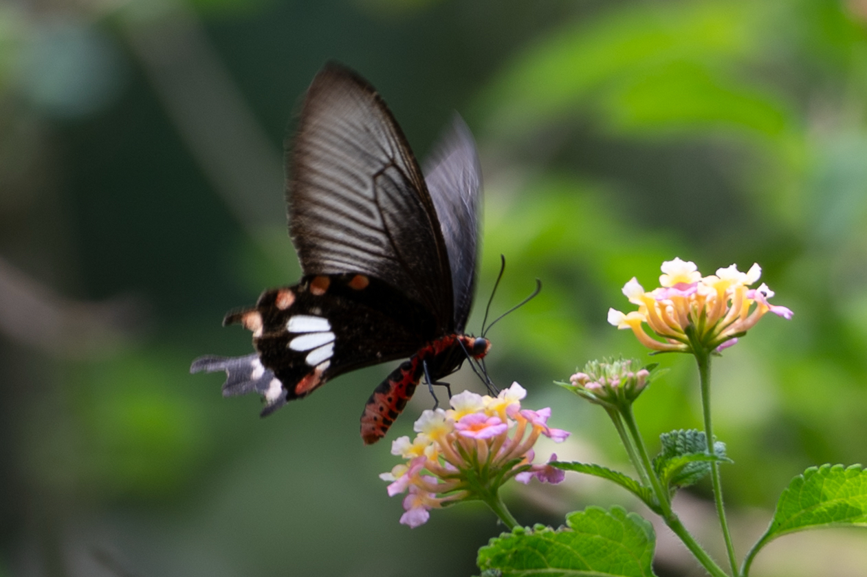 Common Rose