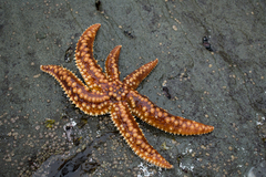 Meyenaster gelatinosus