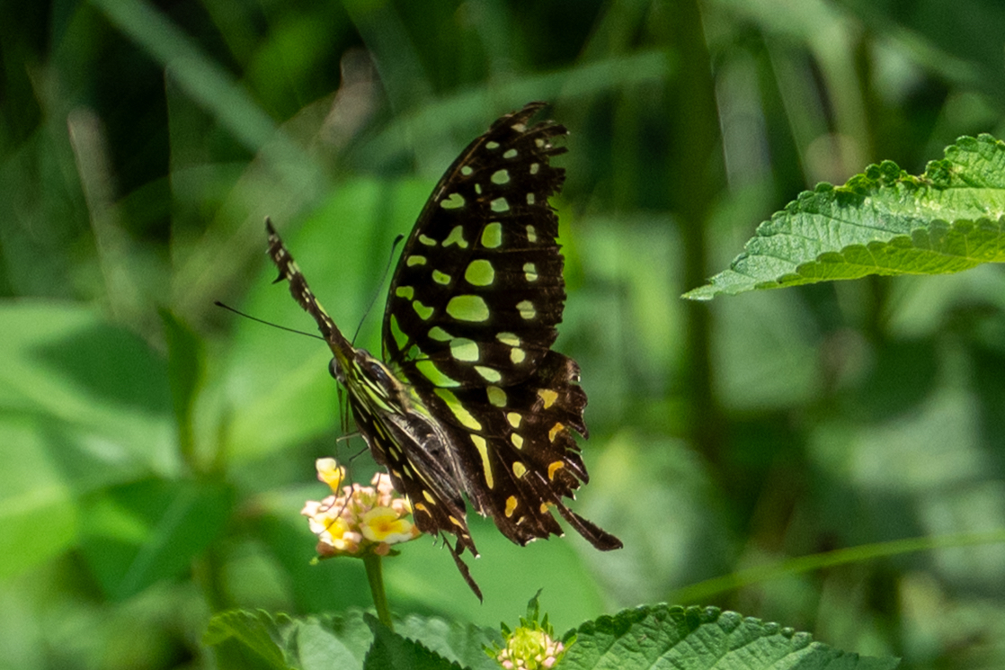 Tailed Jay