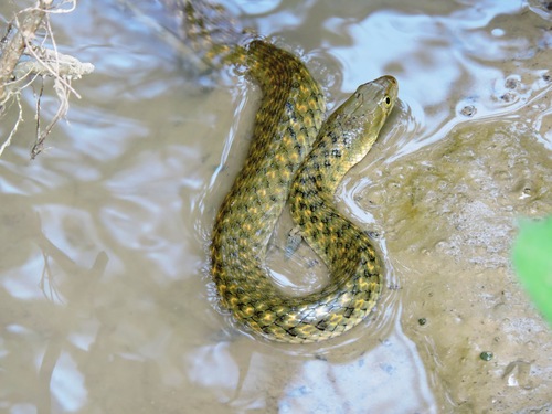 Photo of a Chequered Keelback (Fowlea piscator)