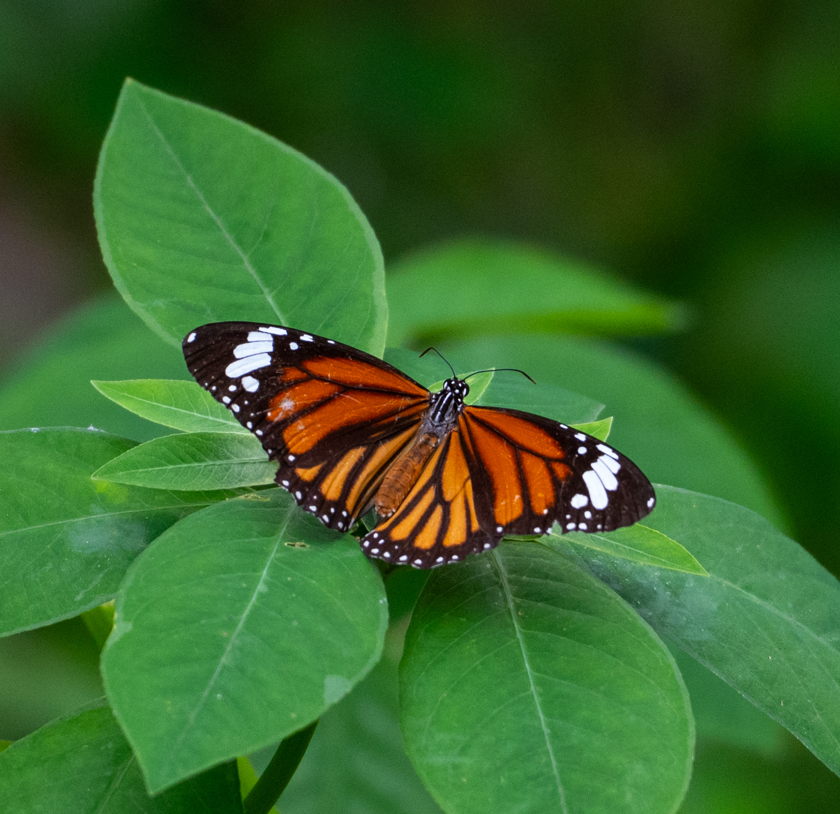 Striped Tiger