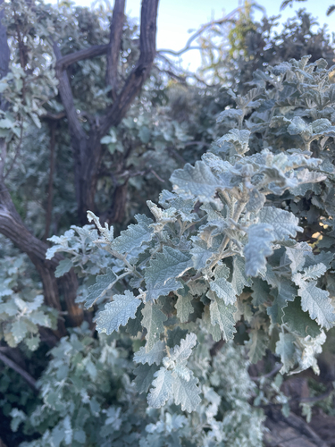 Karoo Sage (Buddleja glomerata)