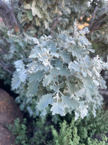 Buddleja glomerata, photograph 6