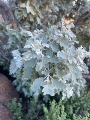 Buddleja glomerata, photograph (c) Justin Ponder, some rights reserved (CC BY)