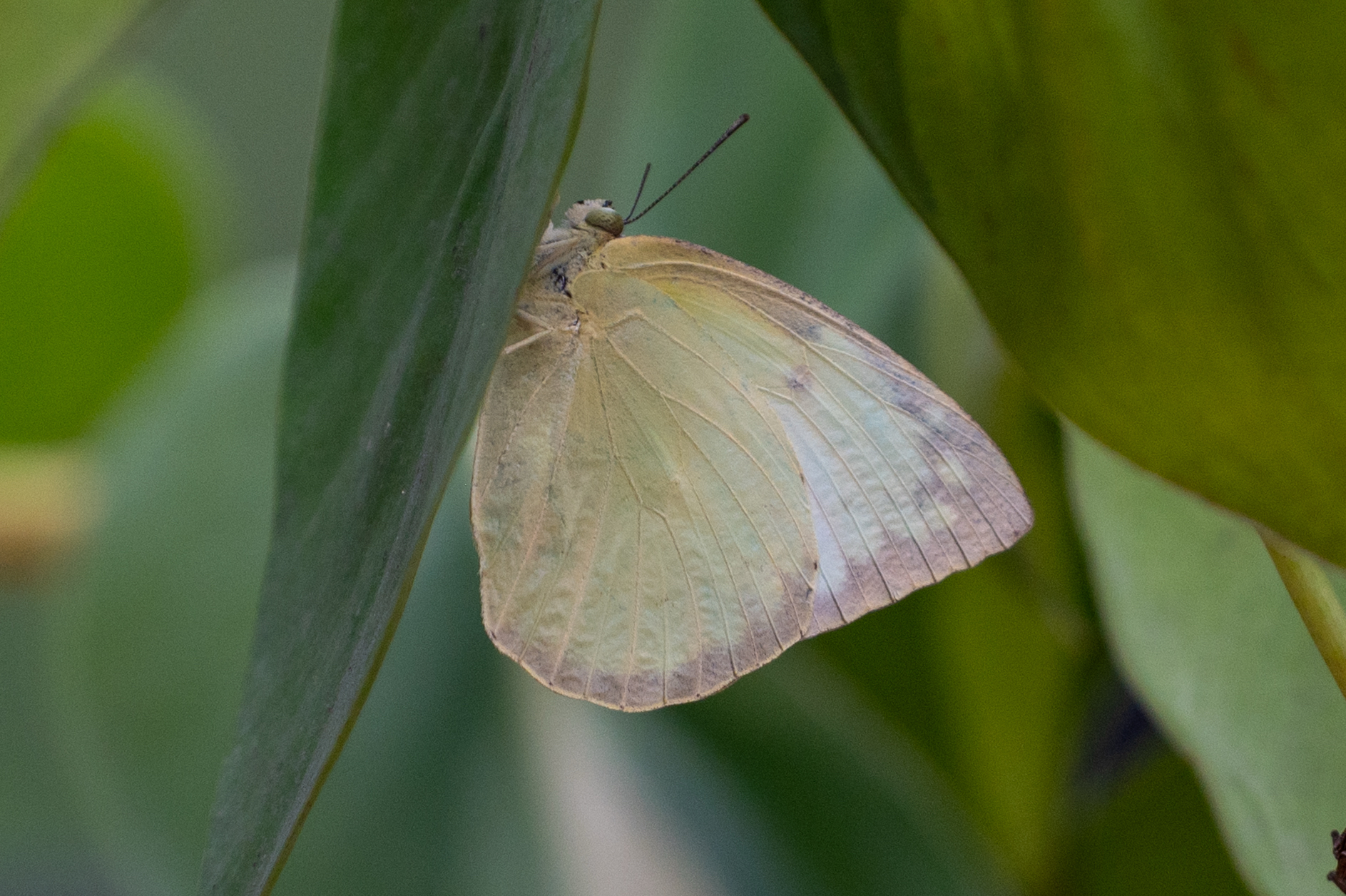 Lemon Emigrant