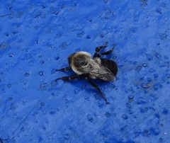 Bombus impatiens