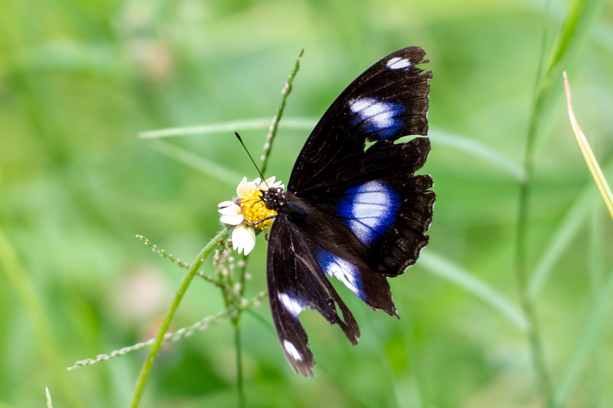 Great Eggfly