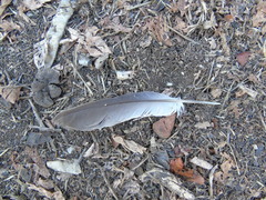 Streptopelia decaocto