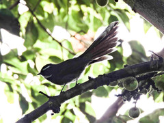 Rhipidura albicollis