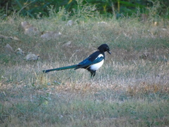 Pica pica