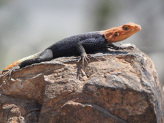 Agama planiceps