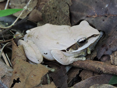 Common Tree Frog photo 2