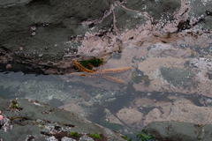 Meyenaster gelatinosus