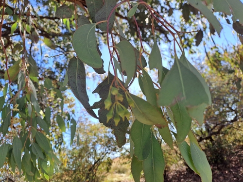 Eucalyptus caleyi observed 2025-06-22