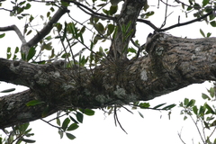 Dimerandra emarginata