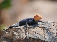 Agama planiceps