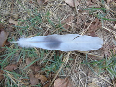 Streptopelia decaocto