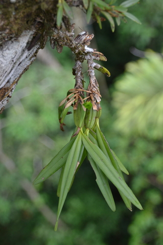 Maxillaria friedrichsthalii