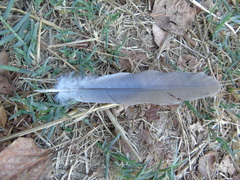 Streptopelia decaocto