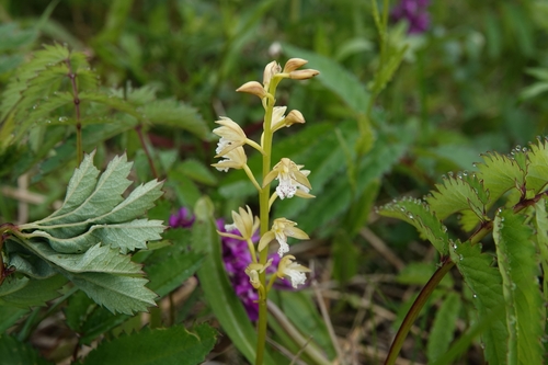 Common oreorchis (Oreorchis patens)