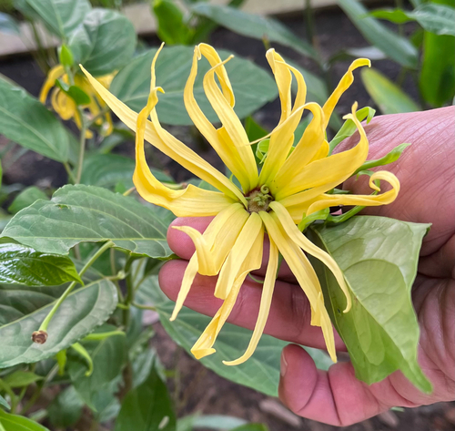 Cananga odorata iNat (1)
