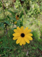 Helianthus agrestis