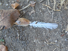 Streptopelia decaocto
