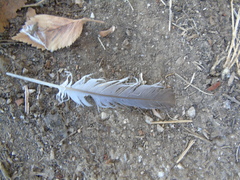 Streptopelia decaocto