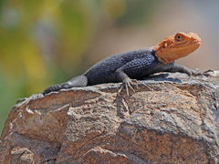 Agama planiceps