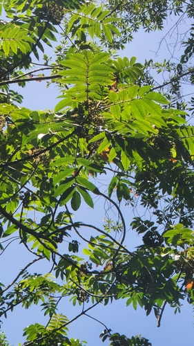West Indian sumac (Brunellia comocladiifolia)