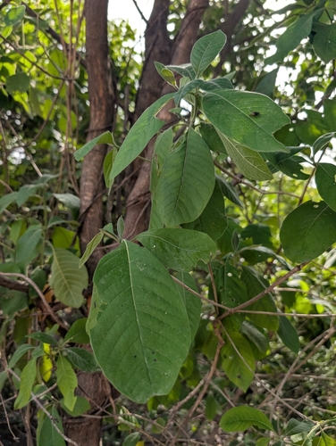 Indian pavetta (Pavetta indica)
