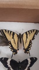 Papilio canadensis